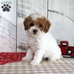 Bitsie, Toy Poodle Puppy