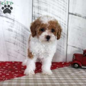 Bitsie, Toy Poodle Puppy