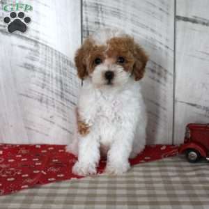 Bitsie, Toy Poodle Puppy