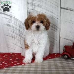 Bitsie, Toy Poodle Puppy