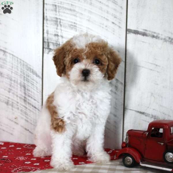 Bitsie, Toy Poodle Puppy