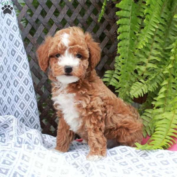Blake, Toy Poodle Puppy