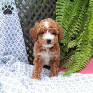 Blake, Toy Poodle Puppy