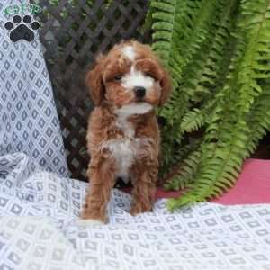 Blake, Toy Poodle Puppy