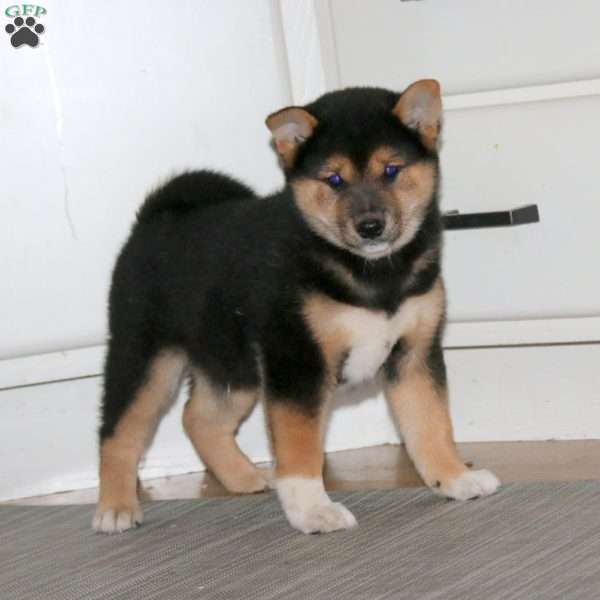 Blake, Shiba Inu Puppy