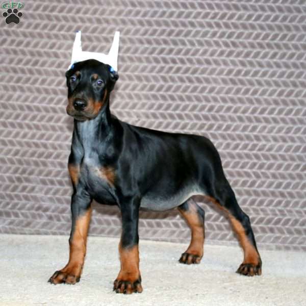 Blake, Doberman Pinscher Puppy