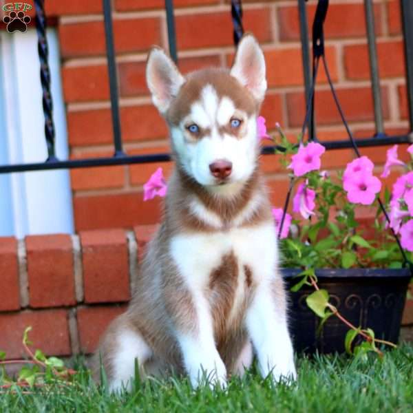 Blake, Siberian Husky Puppy