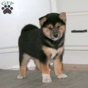 Blake, Shiba Inu Puppy