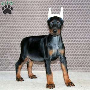 Blake, Doberman Pinscher Puppy