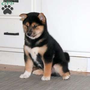 Blake, Shiba Inu Puppy