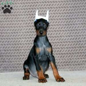 Blake, Doberman Pinscher Puppy