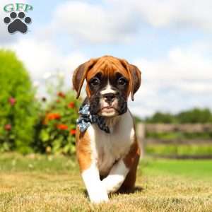 Blane, Boxer Puppy