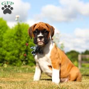 Blane, Boxer Puppy