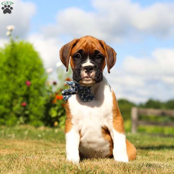 Blane, Boxer Puppy