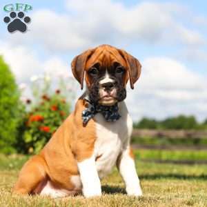 Blane, Boxer Puppy