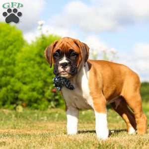 Blane, Boxer Puppy