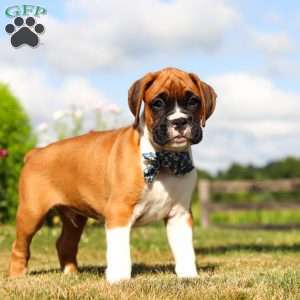 Blane, Boxer Puppy