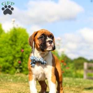 Blane, Boxer Puppy