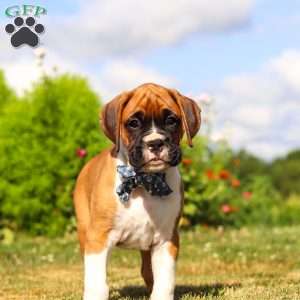 Blane, Boxer Puppy