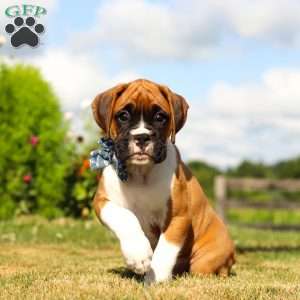 Blane, Boxer Puppy