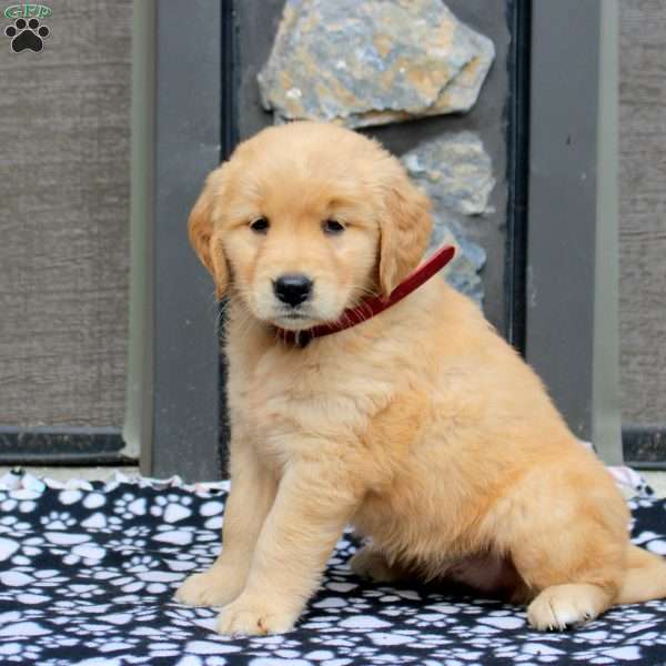Blaze, Golden Retriever Puppy