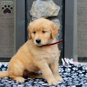 Blaze, Golden Retriever Puppy