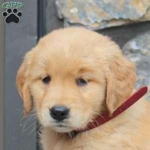 Blaze, Golden Retriever Puppy