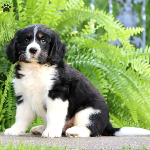 Blaze, Miniature Bernese Mountain Dog Puppy