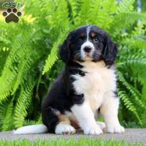 Blaze, Miniature Bernese Mountain Dog Puppy