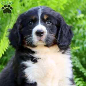 Blaze, Miniature Bernese Mountain Dog Puppy