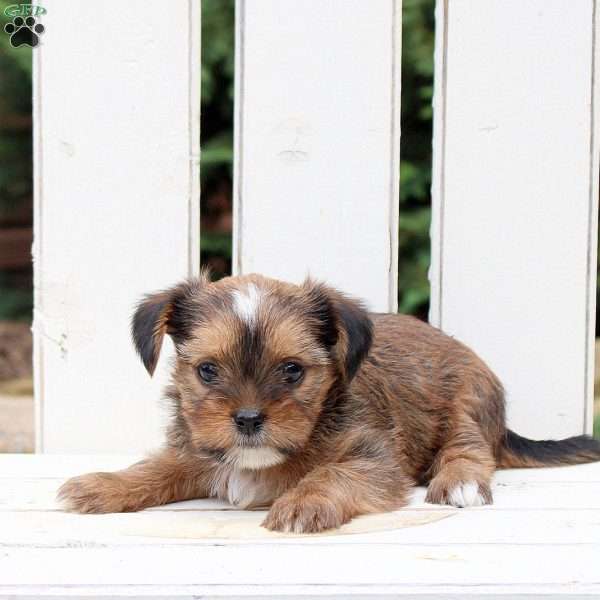 Blessing, Shorkie Puppy