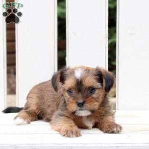 Blessing, Shorkie Puppy