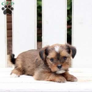 Blessing, Shorkie Puppy