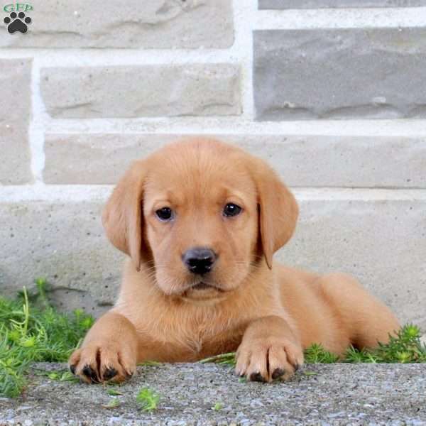 Bling, Fox Red Labrador Retriever Puppy