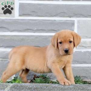 Bling, Fox Red Labrador Retriever Puppy
