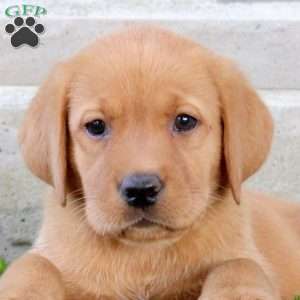 Bling, Fox Red Labrador Retriever Puppy