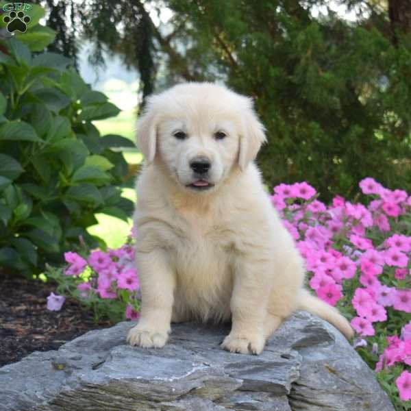 Blossom, English Cream Golden Retriever Puppy