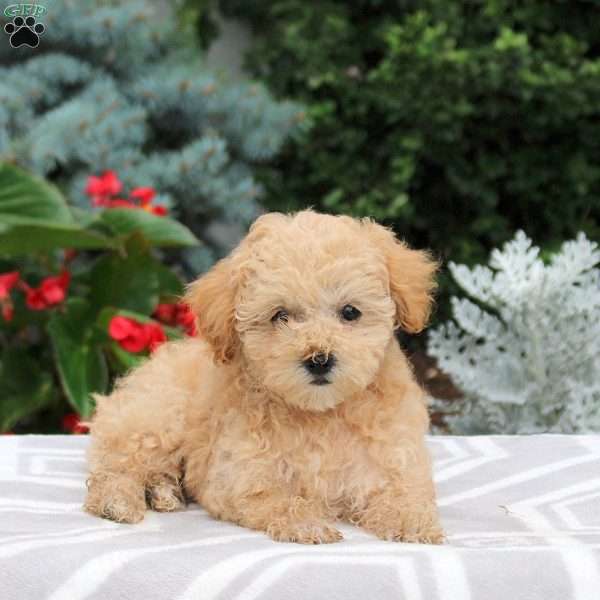 Blossom, Miniature Poodle Puppy