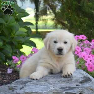 Blossom, English Cream Golden Retriever Puppy