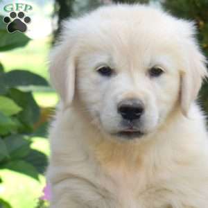 Blossom, English Cream Golden Retriever Puppy