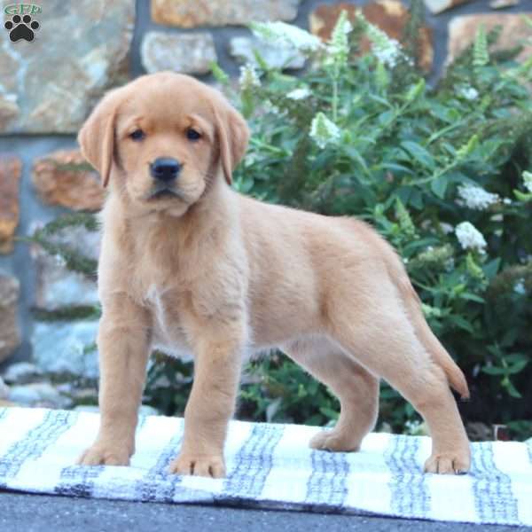 Blossom, Golden Retriever Mix Puppy