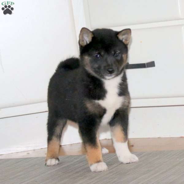 Blossom, Shiba Inu Puppy