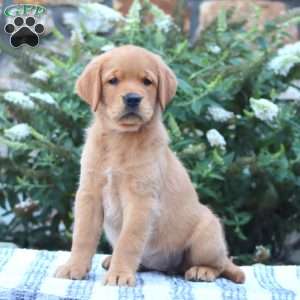 Blossom, Golden Retriever Mix Puppy