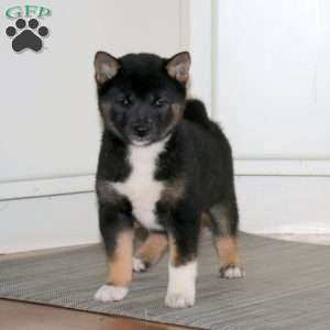 Blossom, Shiba Inu Puppy