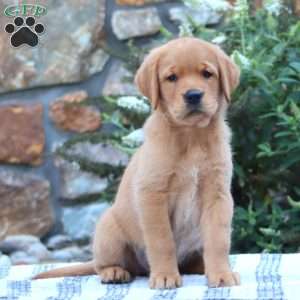 Blossom, Golden Retriever Mix Puppy