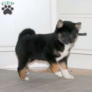 Blossom, Shiba Inu Puppy