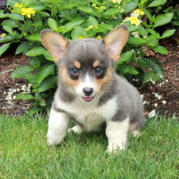 Blue, Pembroke Welsh Corgi Puppy