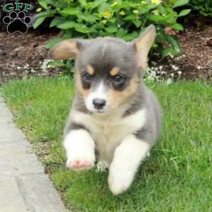 Blue, Pembroke Welsh Corgi Puppy