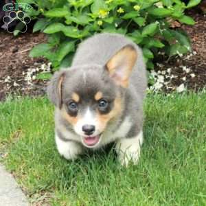 Blue, Pembroke Welsh Corgi Puppy