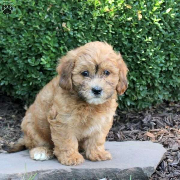 Bobby, Havapoo Puppy